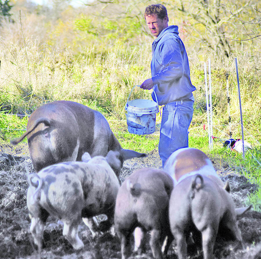 PasturePigs Andy